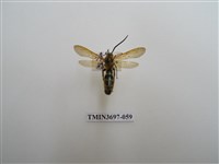 藏品(膜翅目(蜂))的圖片